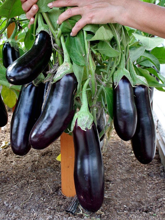 Партнер Баклажан АНДРЮША F1 ^(10шт) 2-ной пак, изображение 6