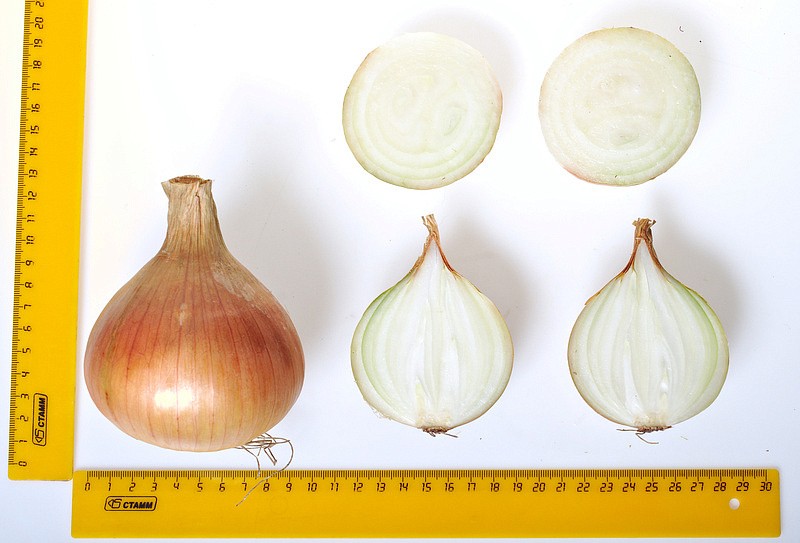 Партнер Лук репчатый ШЕТАНА МС ^(1г), изображение 6