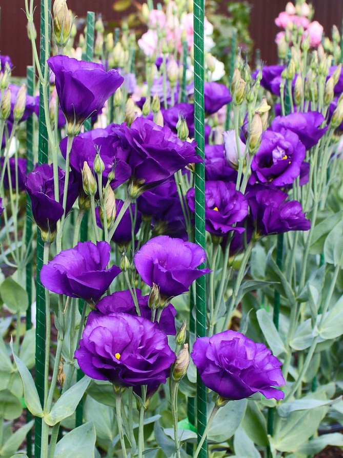 Партнер Эустома F1 срезочная махровая МАДАМ НАЙТЛИ ^(5шт в амп), изображение 2