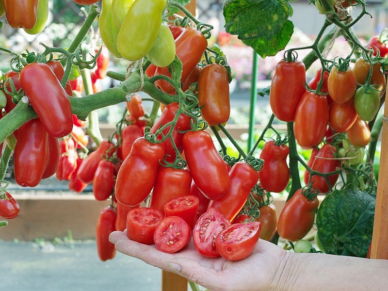 Партнер Томат ЖИГОЛО ^(0,05г) 2-ной пак, изображение 2