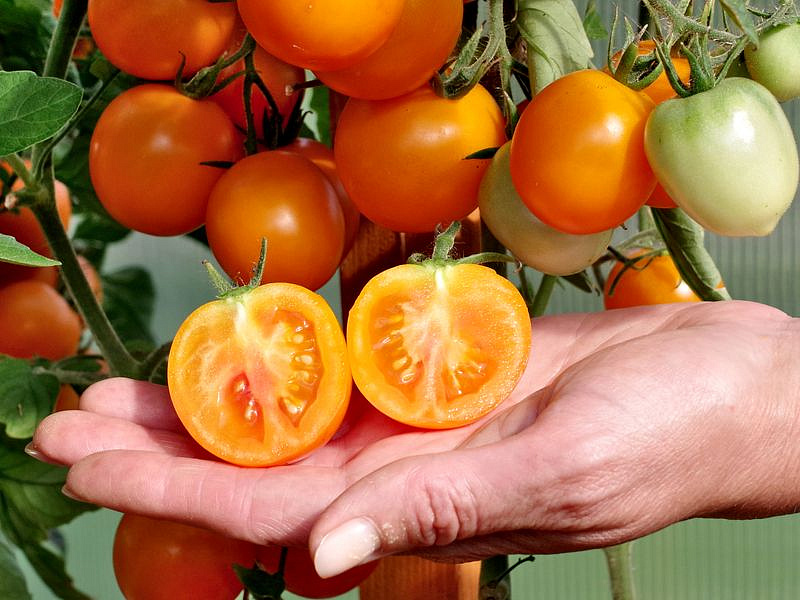 Партнер Томат ЯНТАРНАЯ КАПЛЯ F1 ^(10шт) 2-ной пак, изображение 5