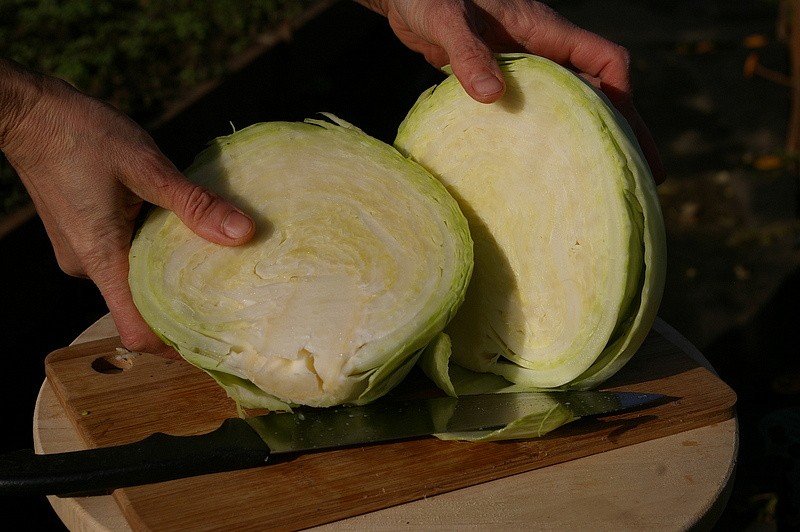 Партнер Капуста б/к ПРЕСТИЖ F1 ^(0,2г в амп), изображение 4