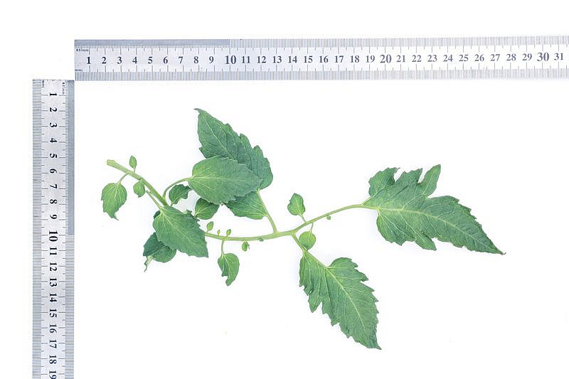Партнер Томат ДЮКРЕ F1 ^(10шт) 2-ной пак, изображение 2