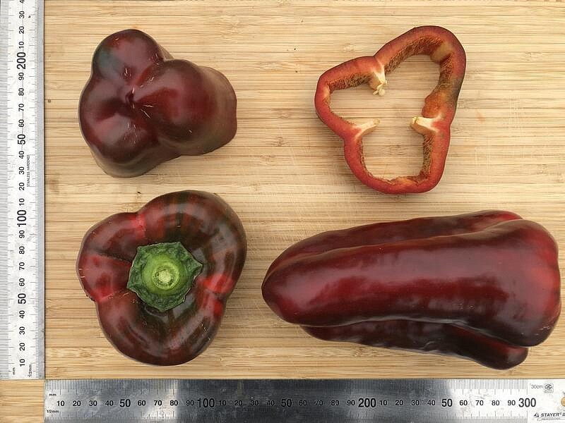 Партнер Перец КЛАУДИО F1 ^(5шт) 2-ной пак, изображение 2