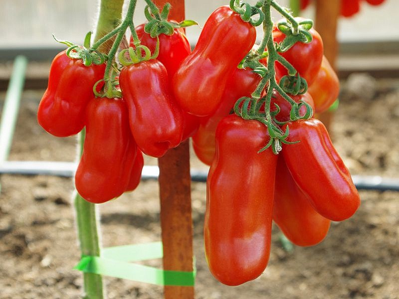 Партнер Томат ЖИГОЛО ^(0,05г) 2-ной пак, изображение 3