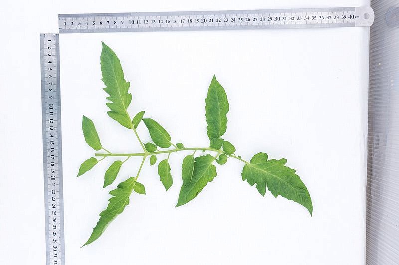 Партнер Томат ДАМСКИЙ КАПРИЗ F1 ^(10шт) 2-ной пак, изображение 8