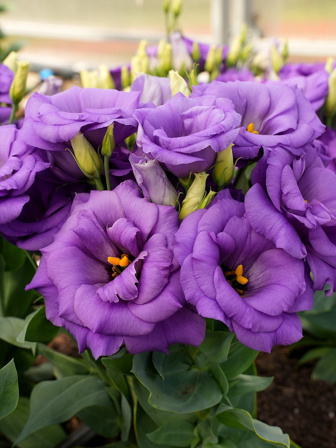 Партнер Эустома F1 карликовая махровая ЛЕДИ ЭШЛИ ^(5шт в амп), изображение 2