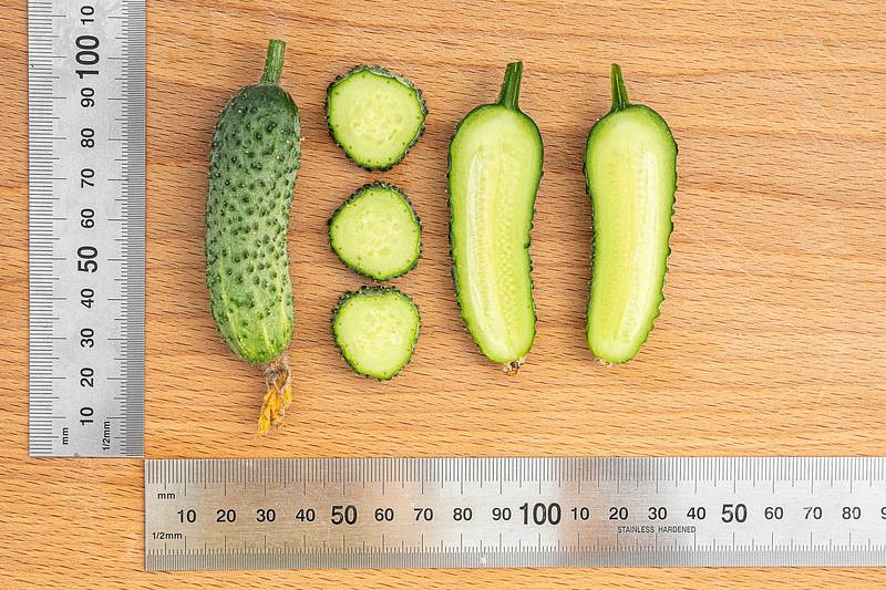 Партнер Огурец БИНГО F1 ^(5шт, изображение 6