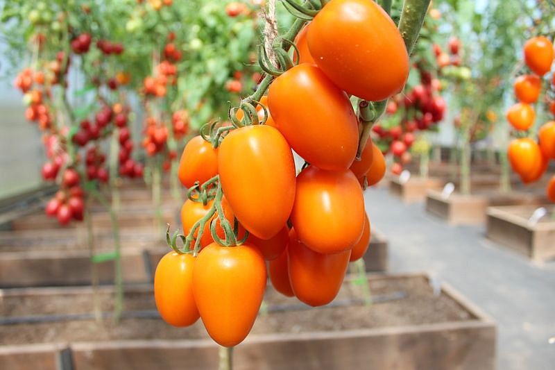 Партнер Томат ВЕРСАЛЬ F1 ^(10шт) 2-ной пак, изображение 6