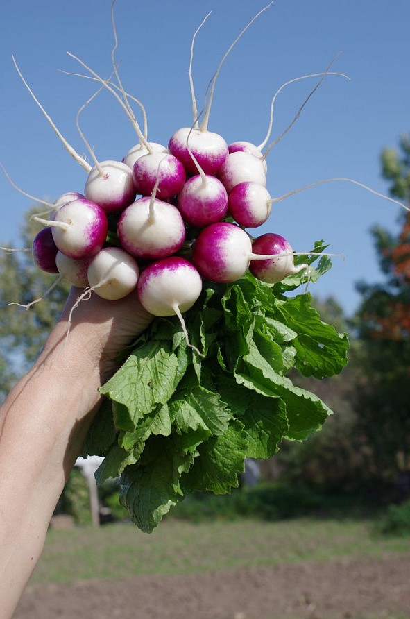 Партнер Редис МАРГО ^(3г), изображение 1