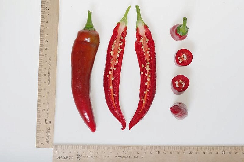 Партнер Перец острый ЭДВИН F1 ^(5шт), изображение 3