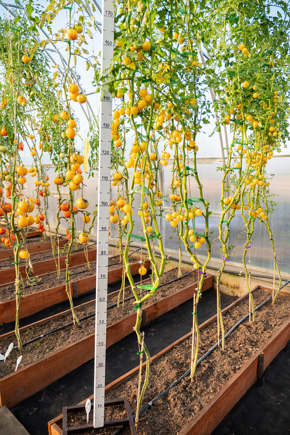 Партнер Томат ДОКТОР КЭРОЛИН ^(10шт) 2-ной пак, изображение 6