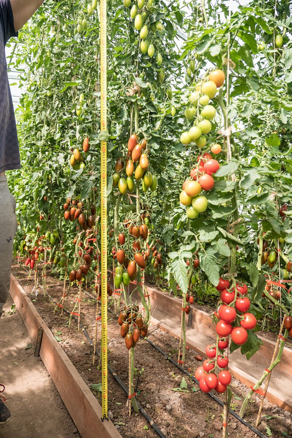 Партнер Томат ДЮКРЕ F1 ^(10шт) 2-ной пак, изображение 6