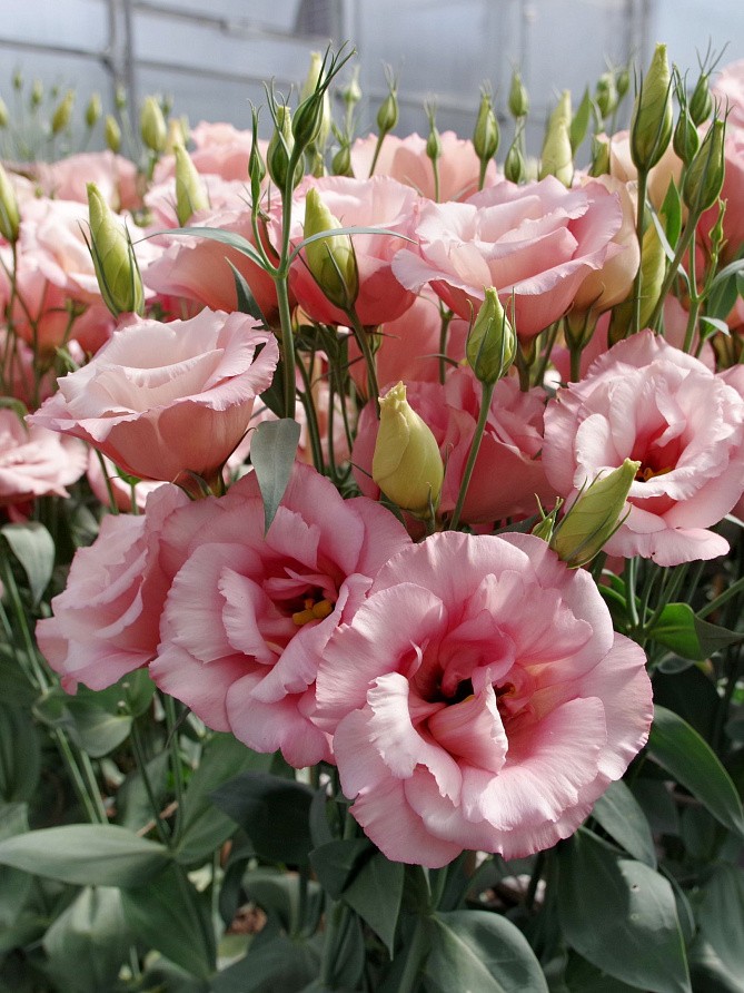 Партнер Эустома F1 срезочная махровая МАДАМ ШАНТАЛЬ ^(5шт в амп), изображение 3