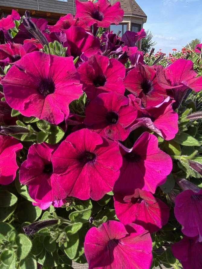 Партнер Петуния серия "Ма Шери" ПАТРИЦИЯ F1 / многоцветковая полуампельная^(5шт в амп), изображение 2