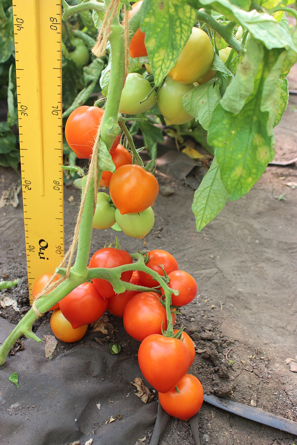 Партнер Томат АГАША F1 ^(0,05г) 2-ной пак, изображение 2