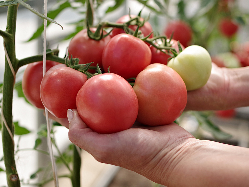 Партнер Томат РЕСПЕКТ F1 ^(5шт) 2-ной пак, изображение 1