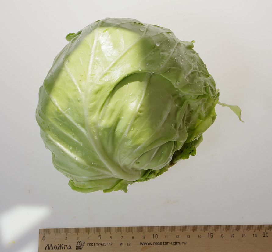 Партнер Капуста б/к НАСТЯ F1 ^(0,2г в амп), изображение 5