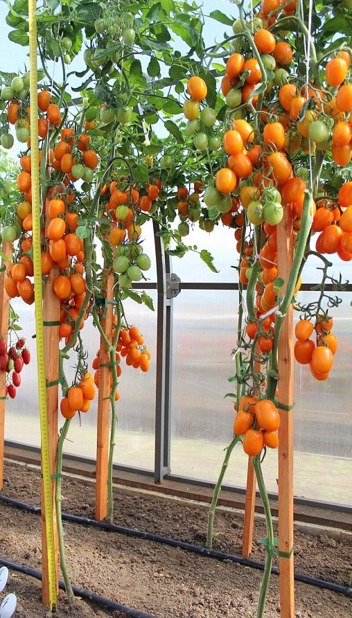 Партнер Томат ВЕРСАЛЬ F1 ^(10шт) 2-ной пак, изображение 7