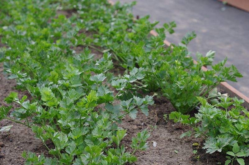 Партнер Сельдерей листовой НЕЖНЫЙ ^(0,3г), изображение 2