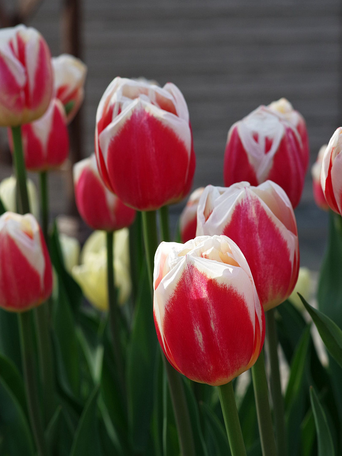 Партнер Тюльпан триумф Роман Эмпайер ^(5шт/уп), изображение 3