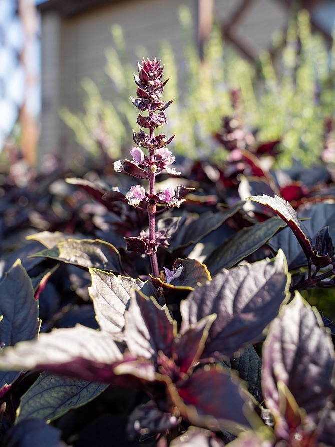 Партнер Базилик РЕД РУБИН ^(1г), изображение 3