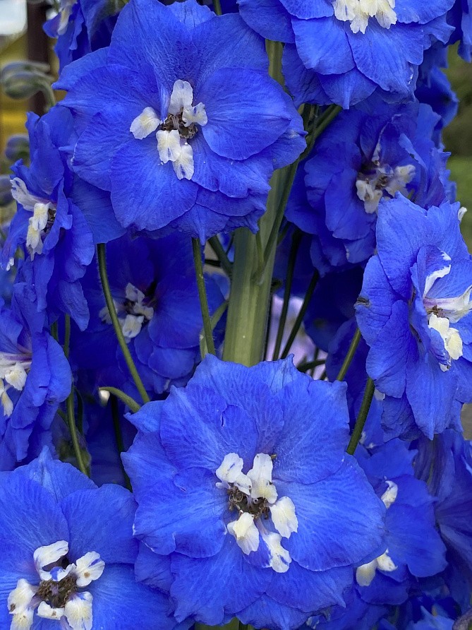 Партнер Дельфиниум F1 новозеландский КОБАЛЬТ ДРИМС ^(3шт), изображение 3