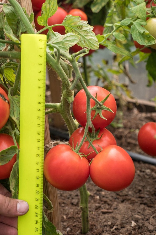 Партнер Томат ВЕРОЧКА F1 ^(0,05г) 2-ной пак, изображение 4