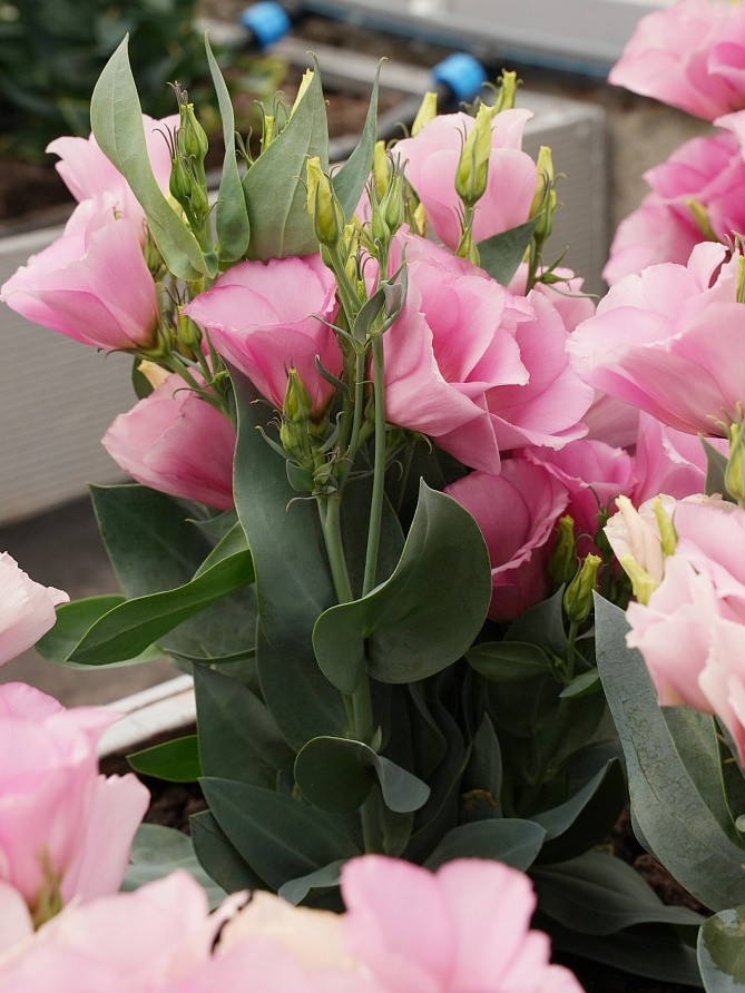 Партнер Эустома F1 карликовая МИСС МАЙЛИ ^(5шт в амп), изображение 6