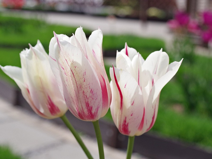 Партнер Тюльпан лилиецветный Мэрилин ^(5шт/уп), изображение 2