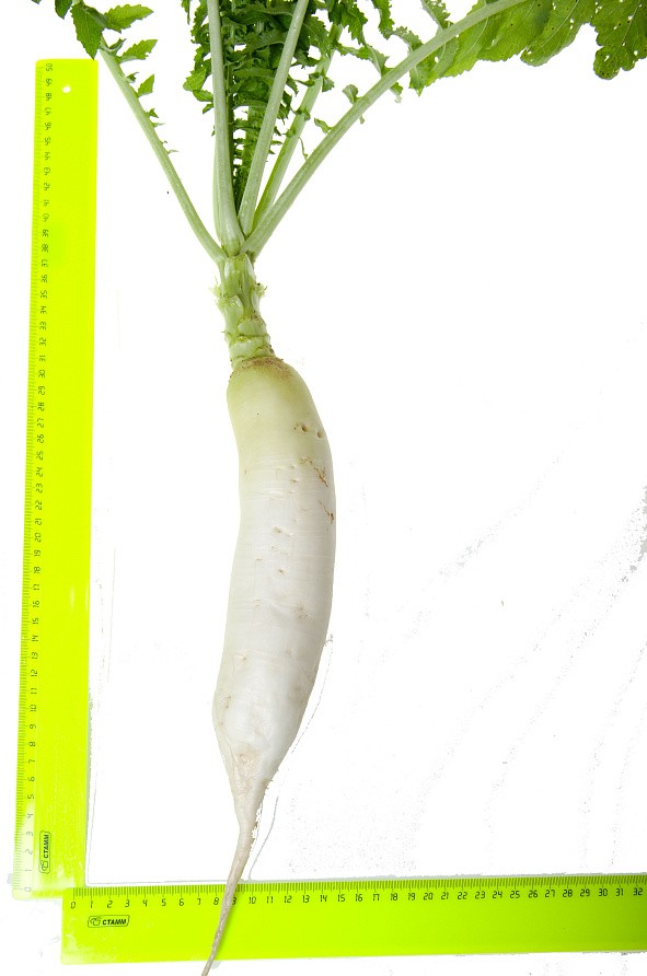 Партнер Дайкон ДУБИНУШКА ^(1г), изображение 3