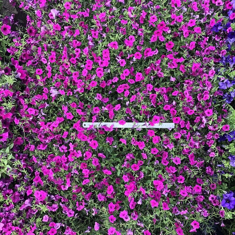 Партнер Петуния серия "Вивальди" ВУАЛЬ F1 / многоцветковая ампельная^(5шт в амп), изображение 4