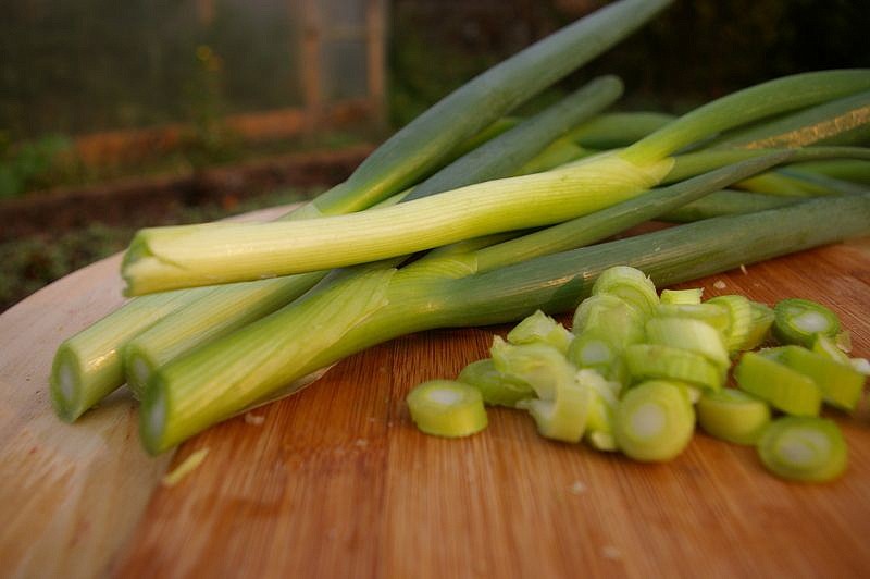 Партнер Лук батун ПЕРФОРМЕР ^(1г), изображение 2