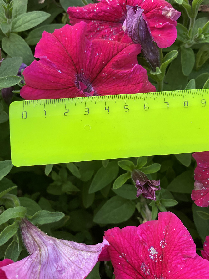 Партнер Петуния серия "Супремо" ЭМИЛИЯ F1 / крупноцветковая полуампельная^(5шт в амп), изображение 5