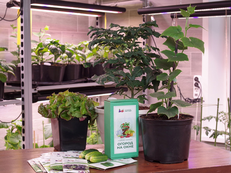 Подарочный набор «Огород на окне», изображение 1