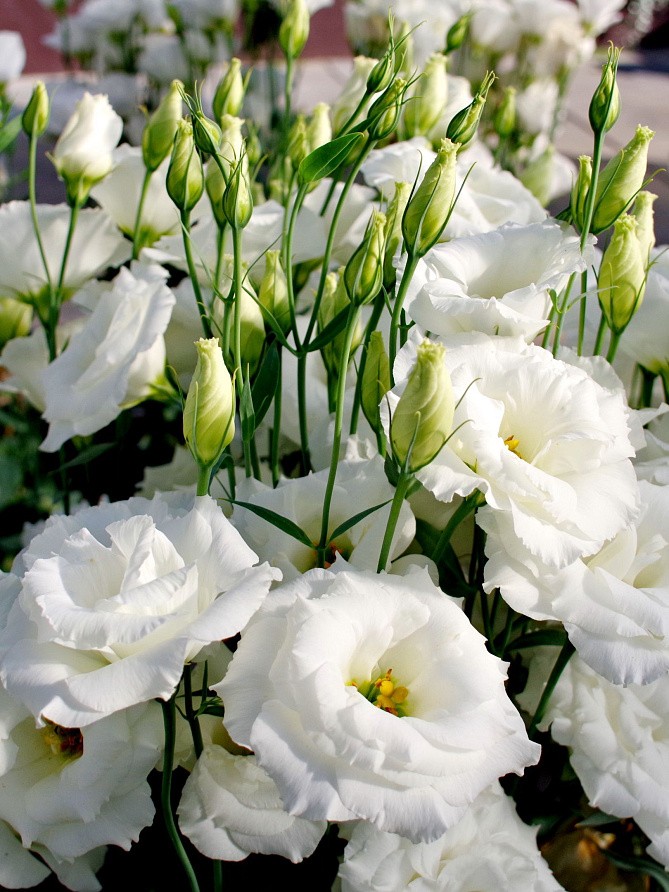 Партнер Эустома F1 срезочная махровая МАДАМ ЛОРЕН ^(5шт в амп), изображение 3