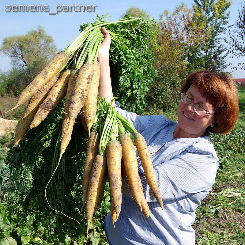 Партнер Морковь столовая ЕЛЛОУСТОУН ^(0,5г), изображение 3