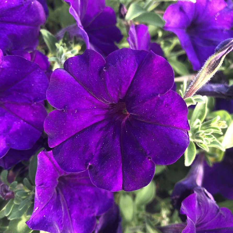 Партнер Петуния серия "Мими" СИЛЬВАНА F1 / многоцветковая каскадная^(5шт в амп), изображение 1