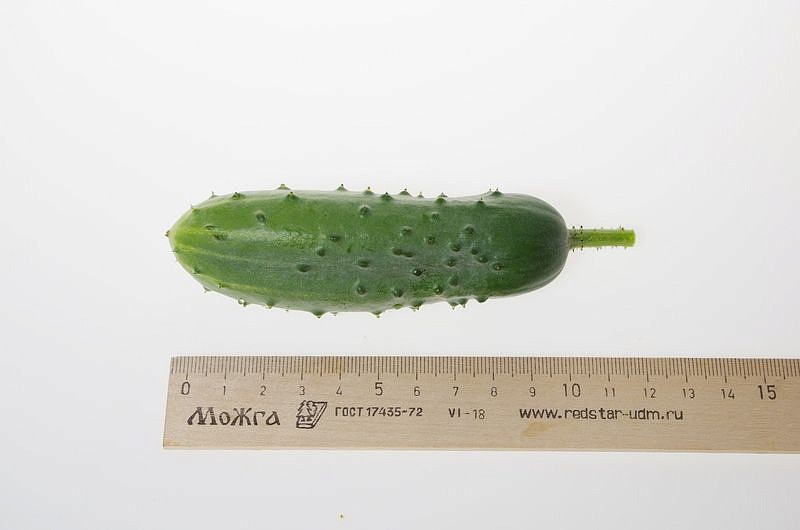 Партнер Огурец ЛАСТОЧКА F1 ^(1г), изображение 2