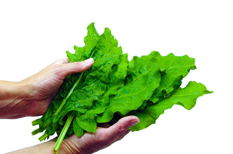 Партнер Щавель ШИРОКОЛИСТНЫЙ ^(1г), изображение 2