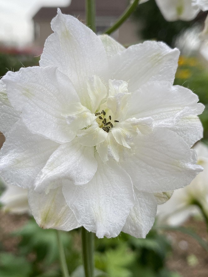 Партнер Дельфиниум F1 новозеландский ИННОСЕНС ^(3шт), изображение 2