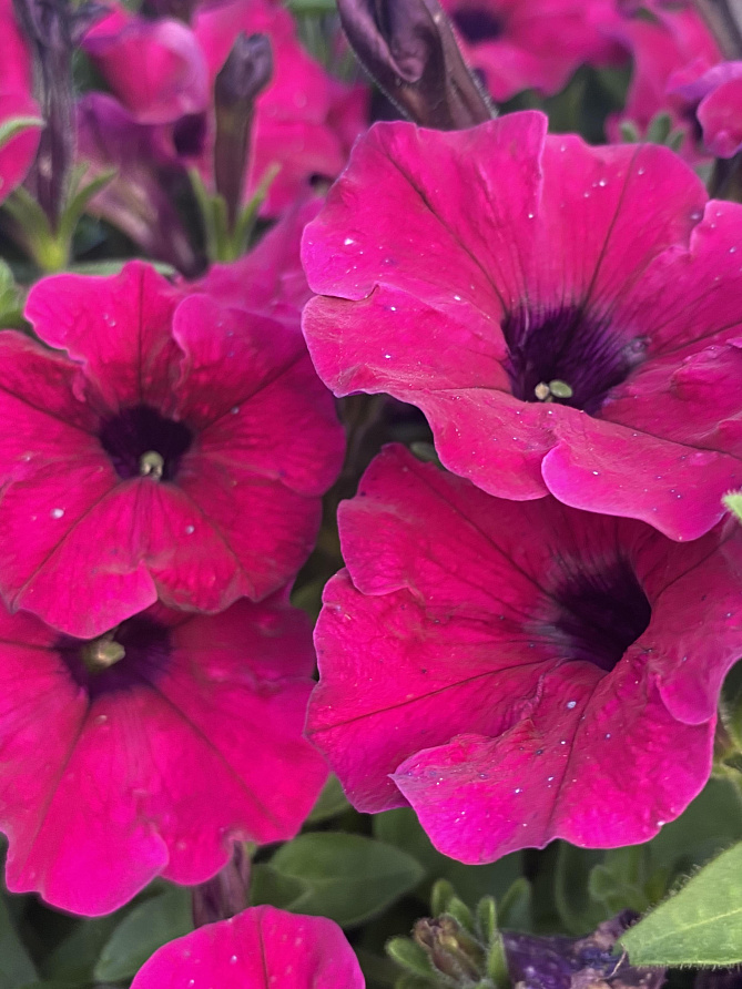 Партнер Петуния серия "Амбре" ЭЛОИЗ F1 / многоцветковая каскадная^(5шт в амп), изображение 3