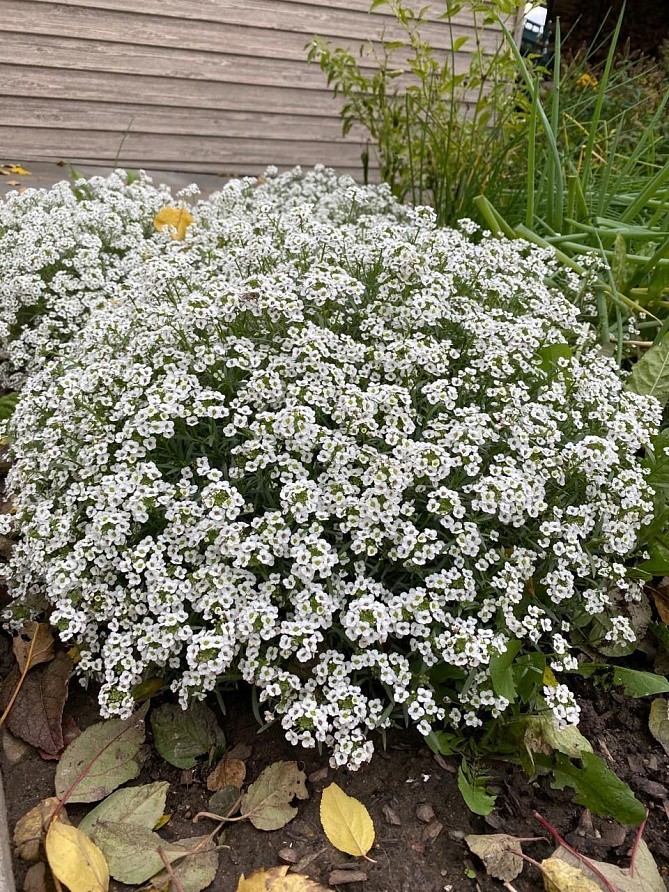 Партнер Алиссум ампельный СНОУ ВЭЙВ ^(10шт в амп), изображение 2