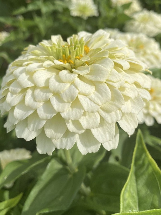 Партнер Цинния F1 БЕЛЫЙ АНТИК / георгиновидная ^(4шт) , изображение 1