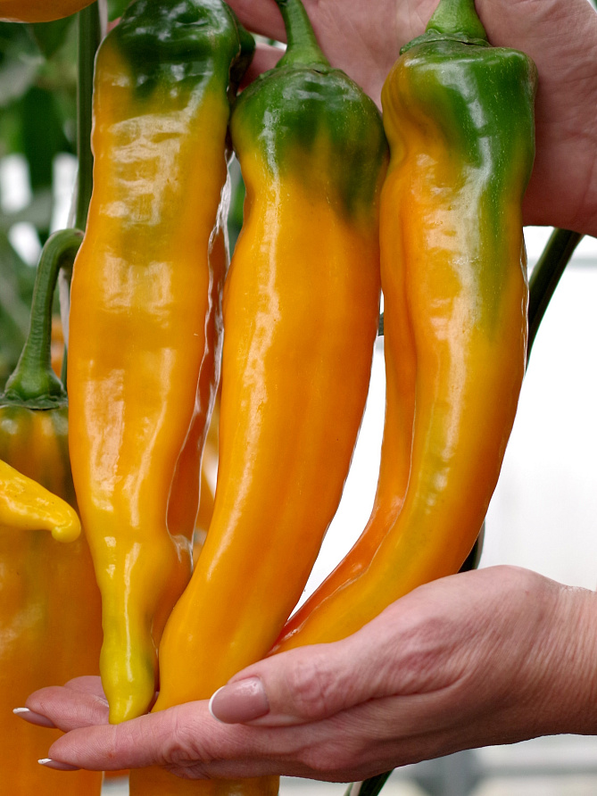 Партнер Перец ЖЕЛТАЯ КАПИЯ F1 ^(5шт) 2-ной пак, изображение 4