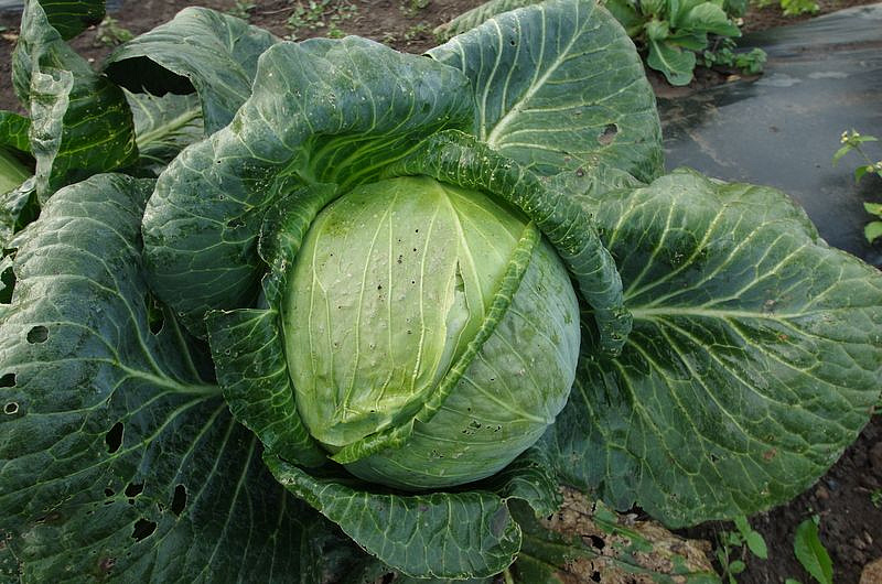 Партнер Капуста б/к МИШУТКА F1 ^(0,2г в амп), изображение 2