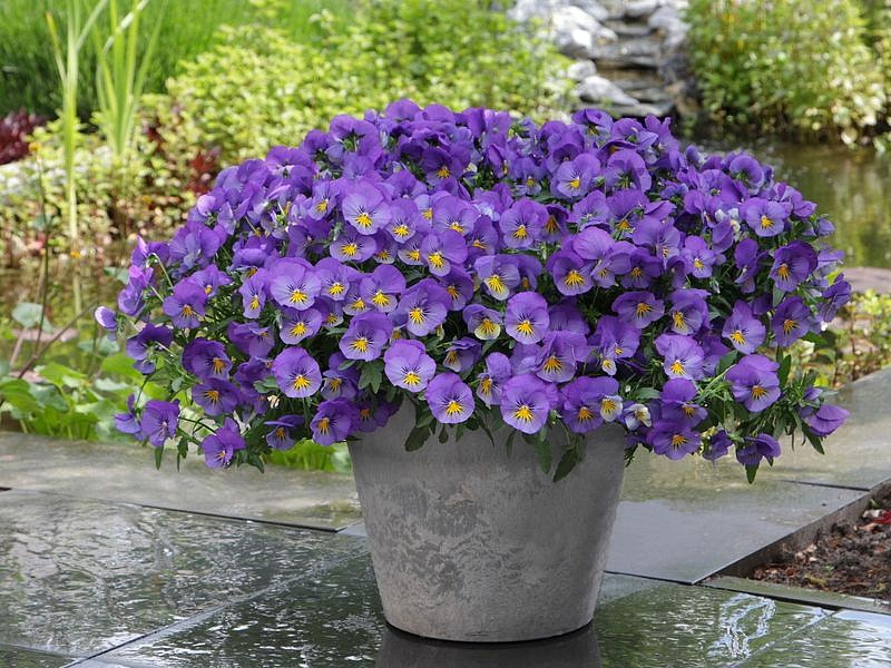 Партнер Виола F1 ампельная КУЛ ВЭЙВ БЛЮ СКАЙС ^(5шт в амп), изображение 2