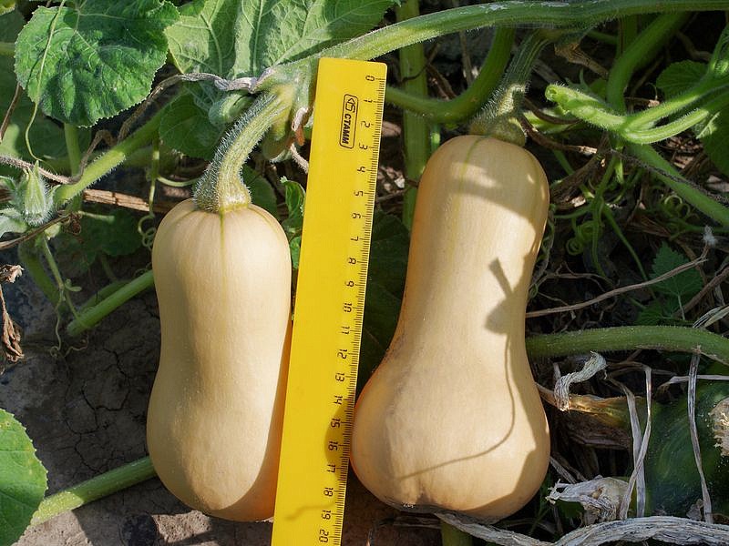 Партнер Тыква СТРАДИВАРИ ^(10шт), изображение 1