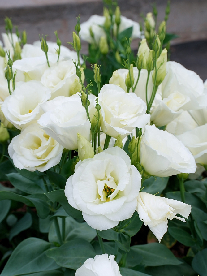 Партнер Эустома F1 карликовая махровая ЛЕДИ БЭНКС ^(5шт в амп), изображение 4