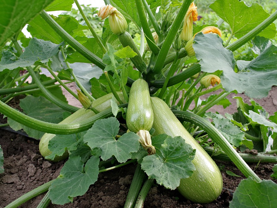 Партнер Кабачок ГЕНРИ F1 ^(5шт), изображение 1